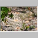 Dasypoda hirtipes - Hosenbiene w50 Habitat mit Nestern.jpg